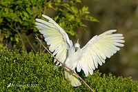 cockatoo 6991