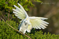 cockatoo 6992