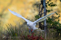 cockatoo 6993