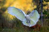 cockatoo 6994