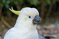 cockatoo 7199