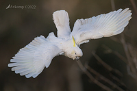 cockatoo 7263