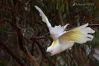 cockatoo 7976