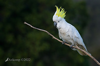 cockatoo 8204