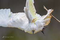 cockatoo 8360