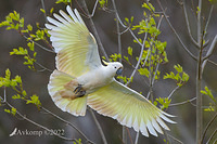 cockatoo 8363