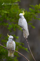 cockatoo 8890