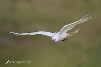 cockatoo 8897