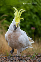 cockatoo 8999