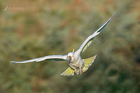 cockatoo 9688