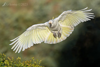 cockatoo 9689