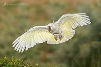 cockatoo 9691