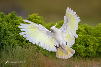 cockatoo 9969