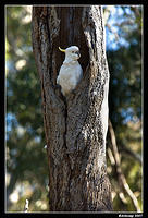 cockatoo nest 214