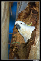 cockatoo nest 218