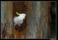 cockatoo nest 220