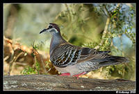 common bronzewing 2568