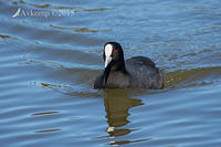 coot 3317