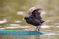 coot 0310