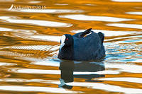 coot 0834