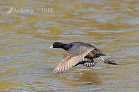 coot 12649