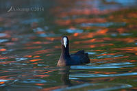 coot 12663