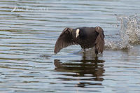 coot 13108