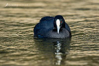 coot 16582