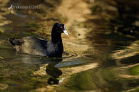 coot 5482