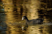 coot 5492