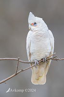 corella 11779