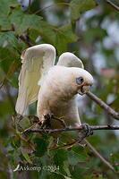 corella 13008