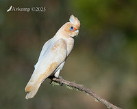 corella 13522