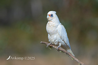 corella 13572