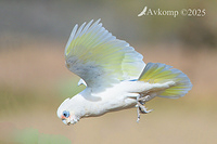 corella 13576