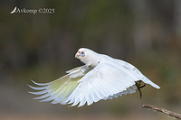 corella 13579