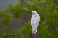 corella 9079