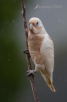 corella 9082