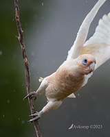 corella 9084