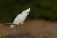 corella 9698