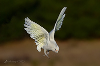 corella 9702