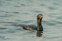 cormorant 9755