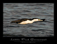 cormorants1611 copy sharp norm