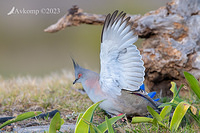 crested pigeon 10785