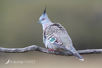 crested pigeon 10789