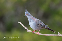 crested pigeon 11785