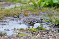 crested pigeon 12117