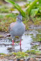 crested pigeon 12118