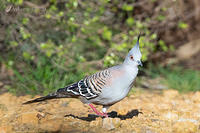 crested pigeon 3145