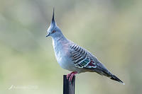 crested pigeon 3184